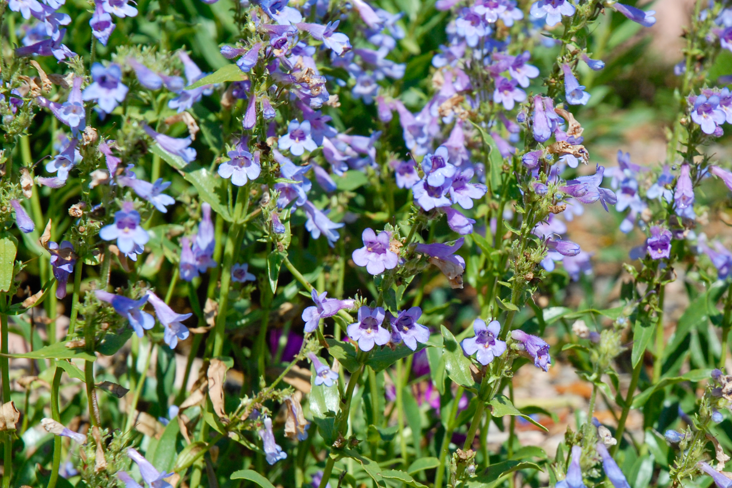 Silverton Bluemat Penstemon
